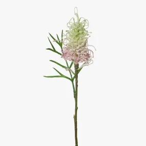 Grevillea Cream Pink 63CML