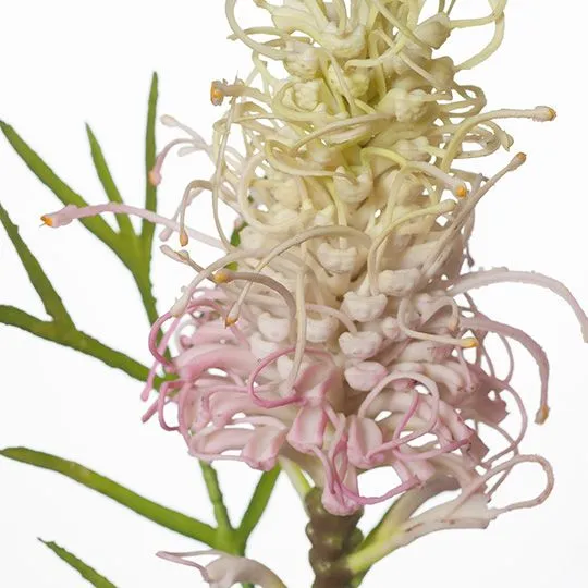 Grevillea Cream Pink 63CML