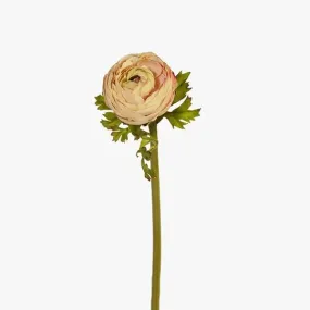 Ranunculus Champagne 55CML