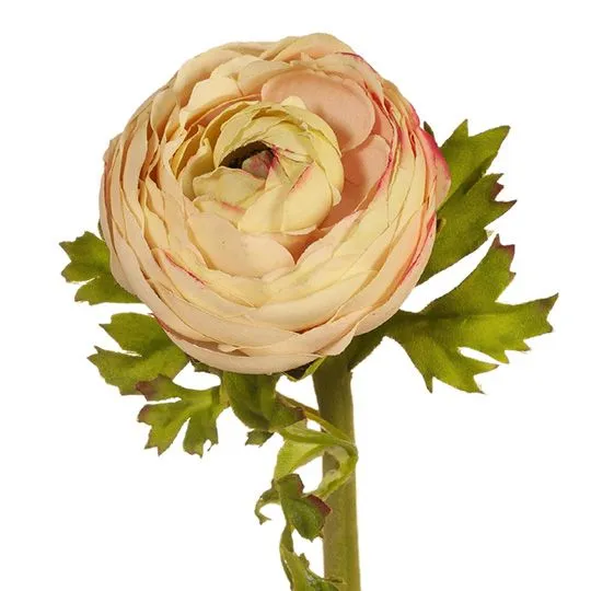 Ranunculus Champagne 55CML