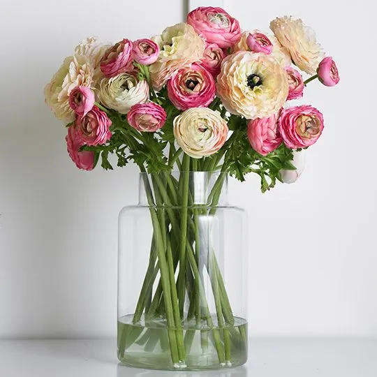 Ranunculus Champagne 55CML