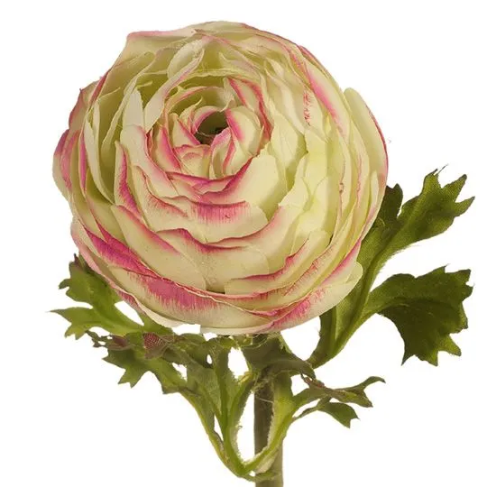 Ranunculus Light Green Mauve 55CML